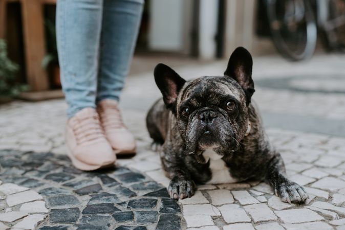 Adorable aged bulldog with owner on street