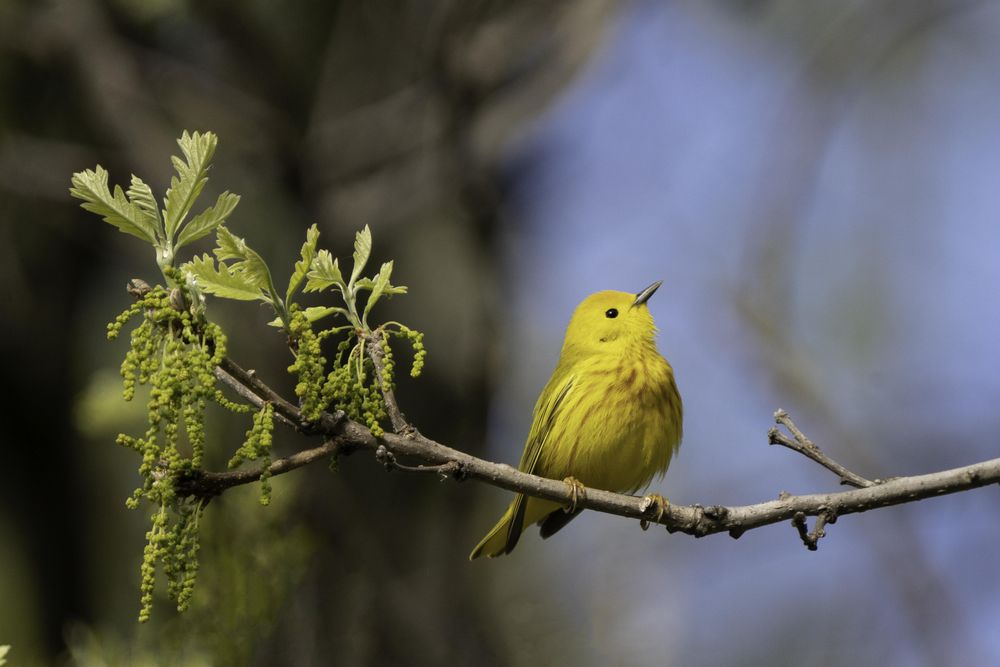 Yellow warbler looking up at Murphy-Hanrehan Park Reserve in Savage, Minnesota