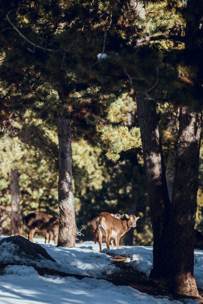 Wild sheep pasturing between trees and snow