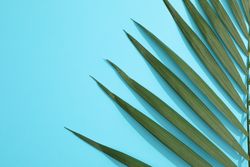 Beautiful tropical palm leaf on color background, space for text
