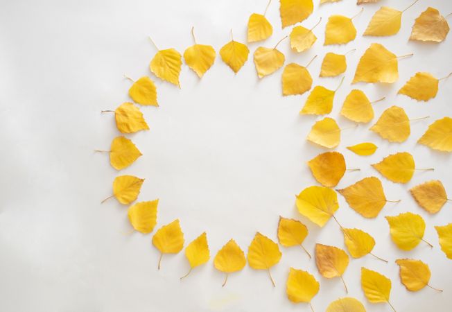 Seasonal flat lay of yellow leaves in a circle on plain background with space for text