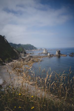 Spikes of cereal on seascape background