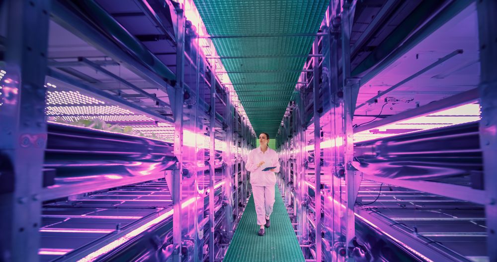 Female Agricultural Scientist Walking in a Vertical Farm Facility Next to Racks with Fresh Natural Crops. Hydroponics Technician Using a Tablet Computer, Studying and Cultivating Plants