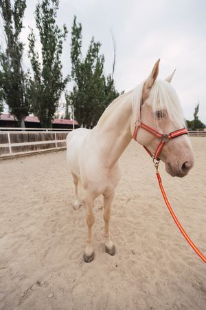 Calm horse standing at paddock