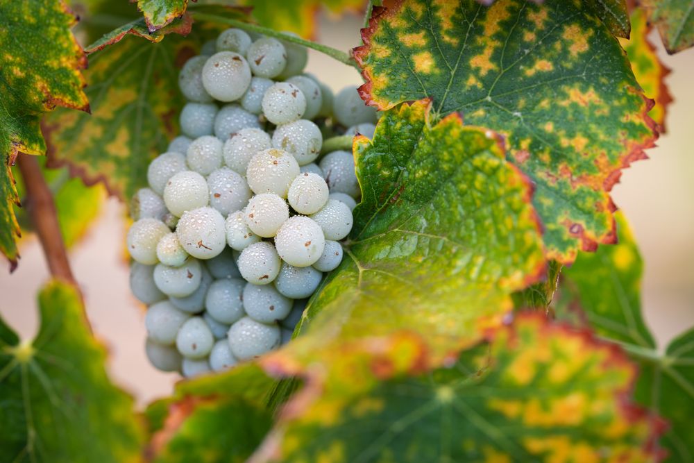 Vineyard with Lush, Ripe Wine Grapes on the Vine Ready for Harvest