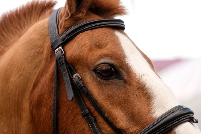 Close-up of bridled horse's head, side view.
