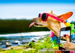 Dog wearing sunglasses taking selfie near beach 4AA2q4