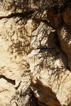 Texture of brown tree bark in nature