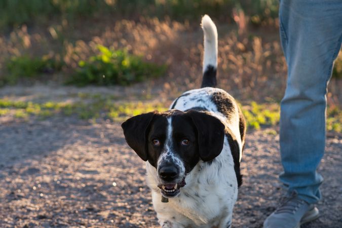 Hound approaching with playful expression at sunset.