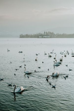 Swans swimming in lake surrounded in misty day