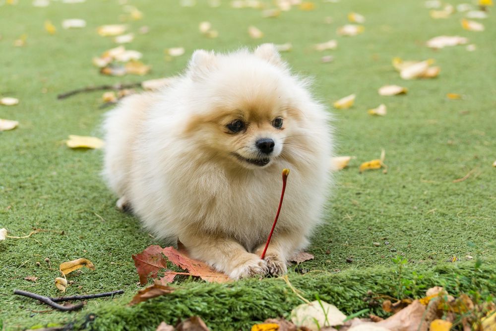 Brown Pomeranian on green grass field during daytime