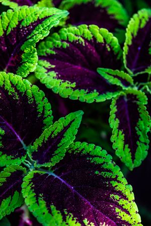 Natural background with leaves