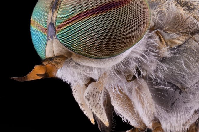 Fluffy head of fly with big colorful mesh eyes