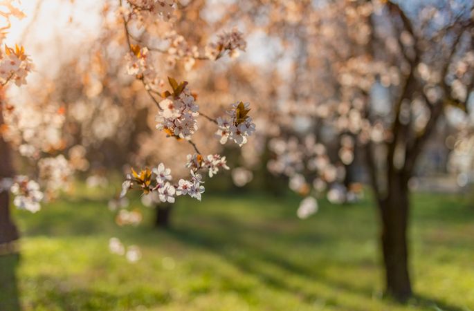 Cherry blossom hanging from a tree in a park at golden hour