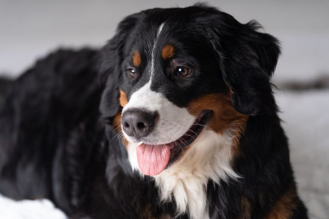Cute Bernese mountain dog with tongue out