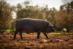 Large pig grazing on field