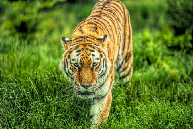Tiger on green grass