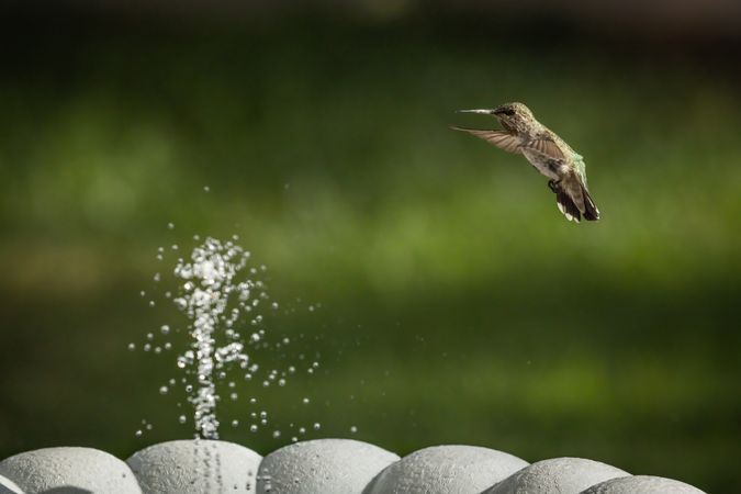 Hummingbird in Flight