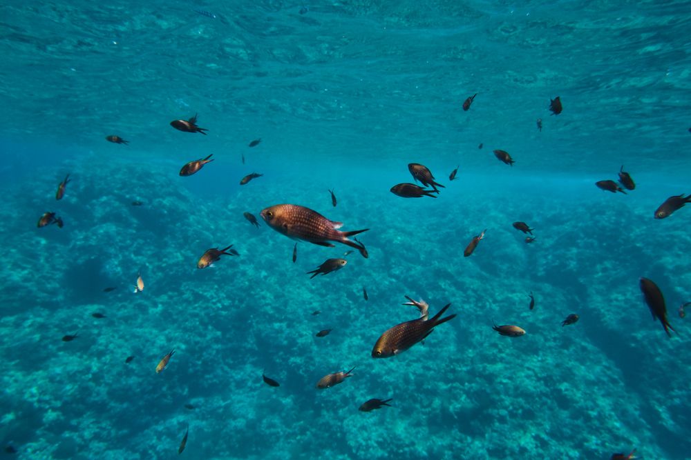 Flock of salema fish swimming underwater in sea