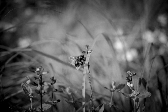 Carpenter bee on long grass