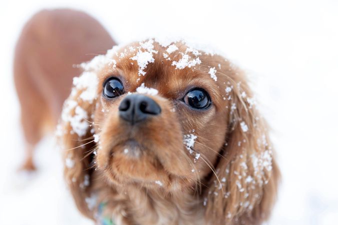 Close up of cavalier spaniel face covered in snow