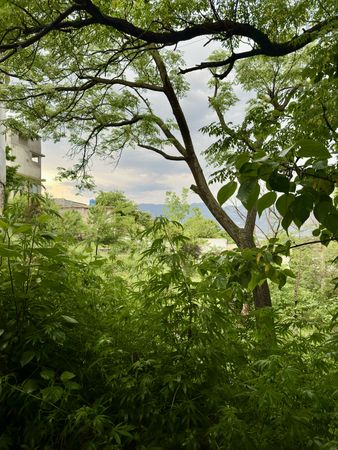 Green Plants