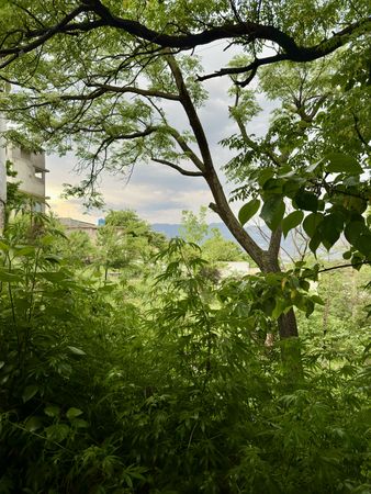 Green Plants