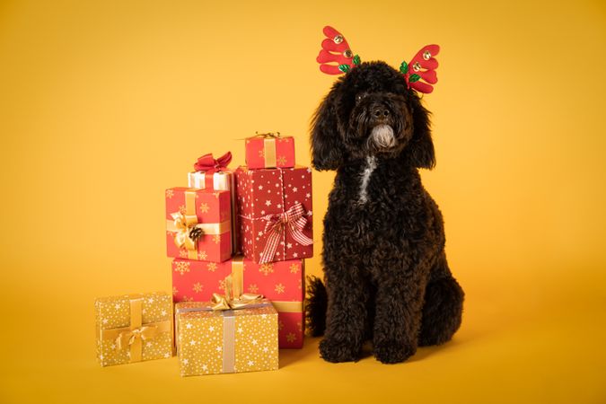 Concept of Merry Christmas, funny Christmas dog