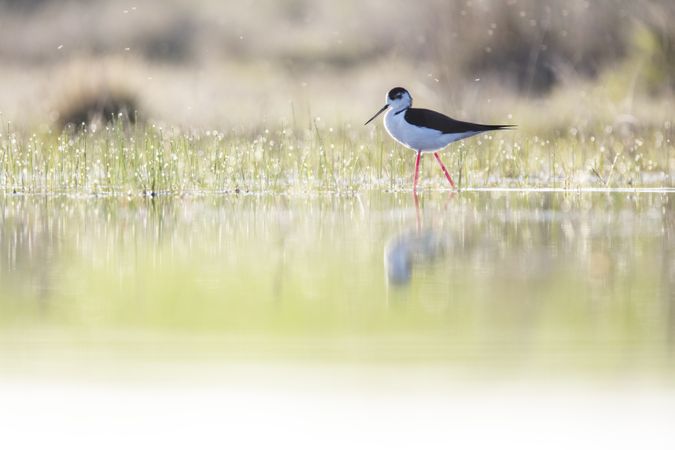 Wild bird walking on water