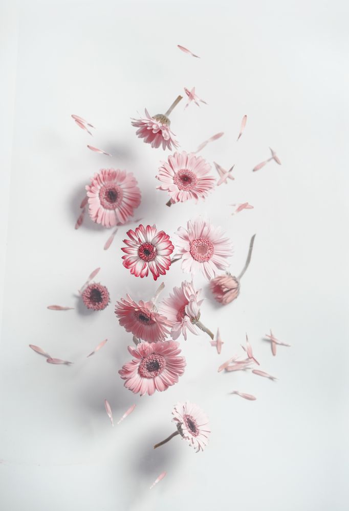 Flying pink daisy flowers with shadows