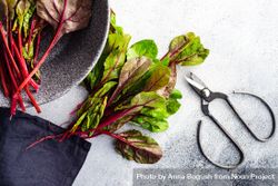 Beetroot leaves with kitchen scissors 5zra9A