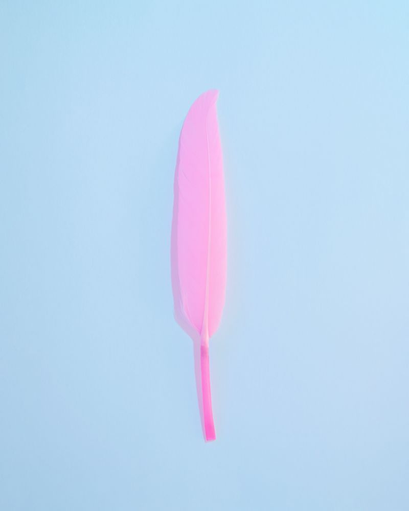 Pink feather on blue background