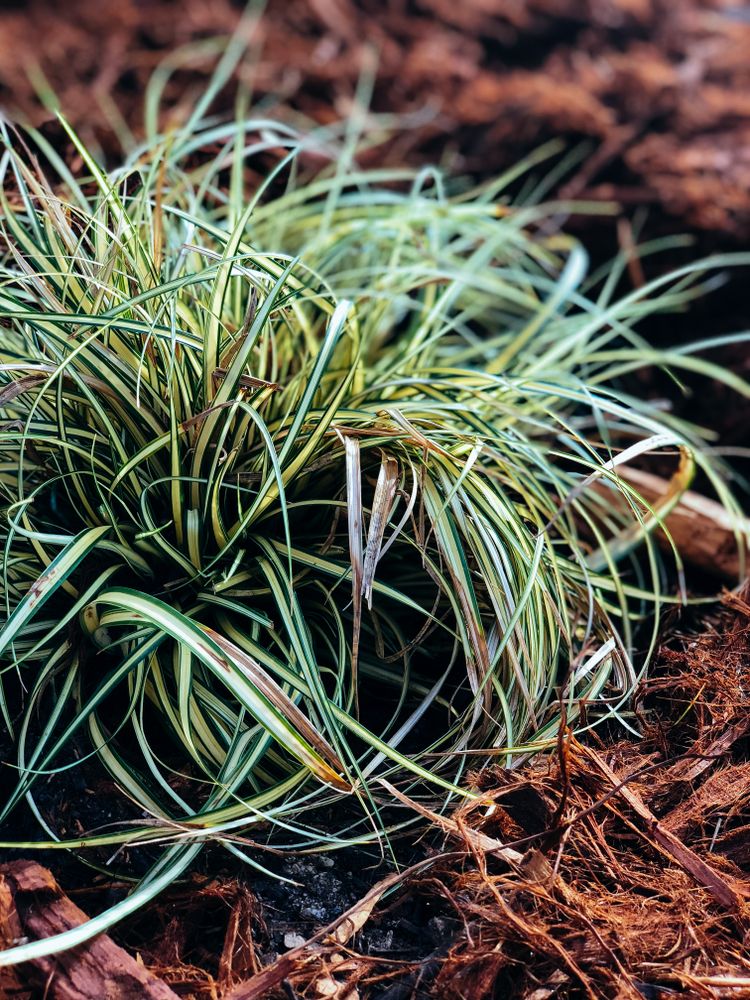 Variegated ornamental grass