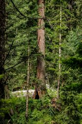 Tree in green forest, Kumrat Valley, Pakistan