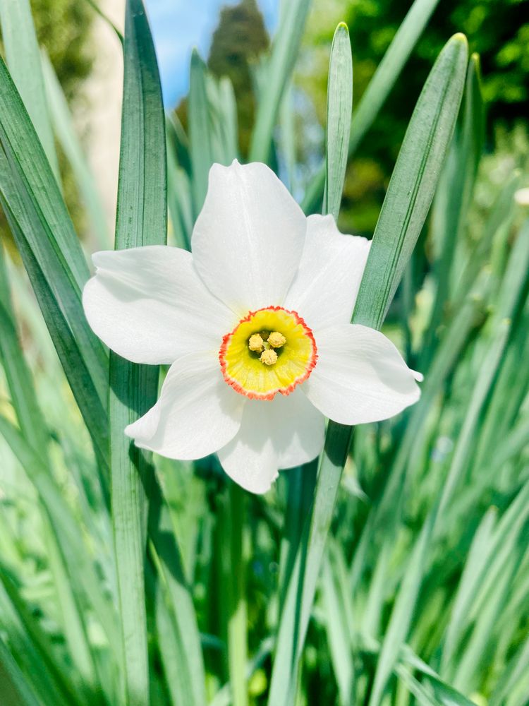 daffodil in a garden