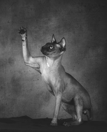 Thoroughbred bald cat sphinx raising paw up