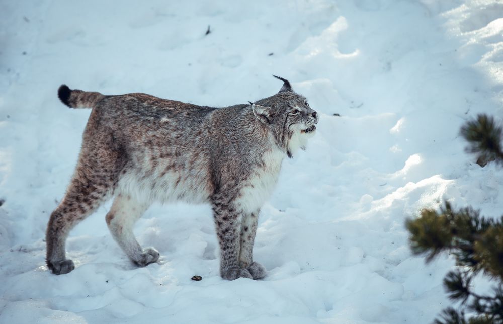 Lynx on hill near stones and snow