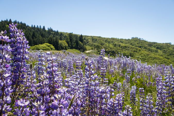 View of lush hills with purple flowers