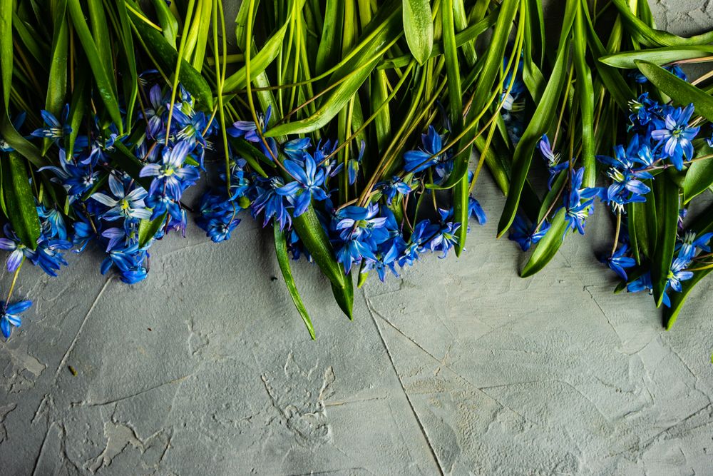 Spring floral card concept with scilla flowers