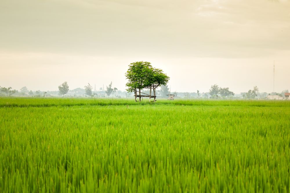 Beautiful vast green field on misty day in Indonesia