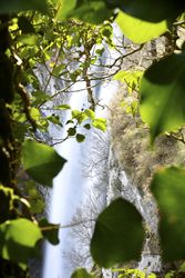 Autumn tree and waterfall
