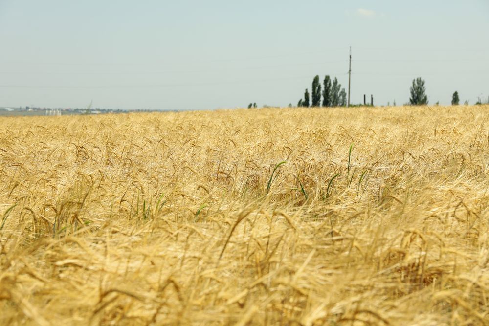 Barley field. Amazing sunny day. Agriculture and farming