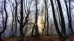 Misty barren fall forest