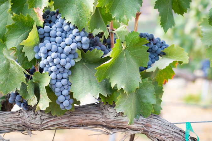 Vineyard with Lush, Ripe Wine Grapes on the Vine Ready for Harvest