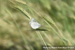 Butterfly perching on wheat 5wGM15