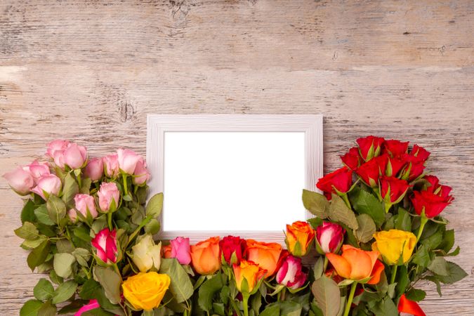Colorful rose flowers with mock up frame
