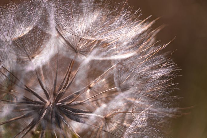 Close up of dry dandelion with copy space