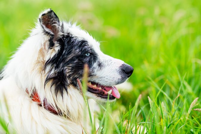 border collie blue merle dog in field