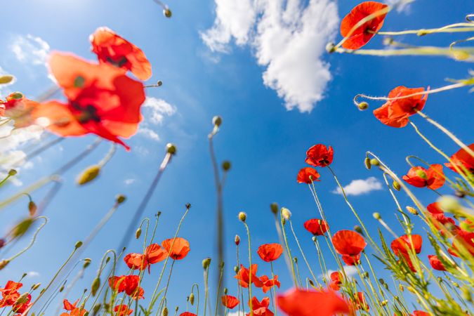 Shot looking up towards the blue sky from poppy field