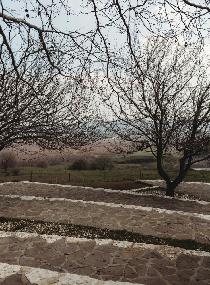 Leafless trees in autumn park